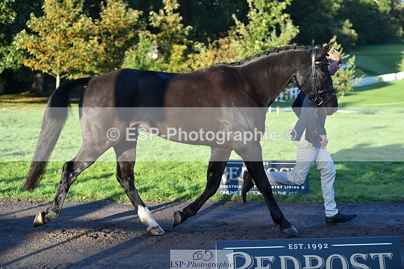 231022-085542-21453 - 615-MBF.JOEY-Tommy.Marsden-TrotUp+SJ