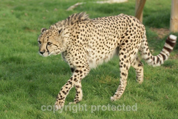 Mephisto, cheetah at WHF