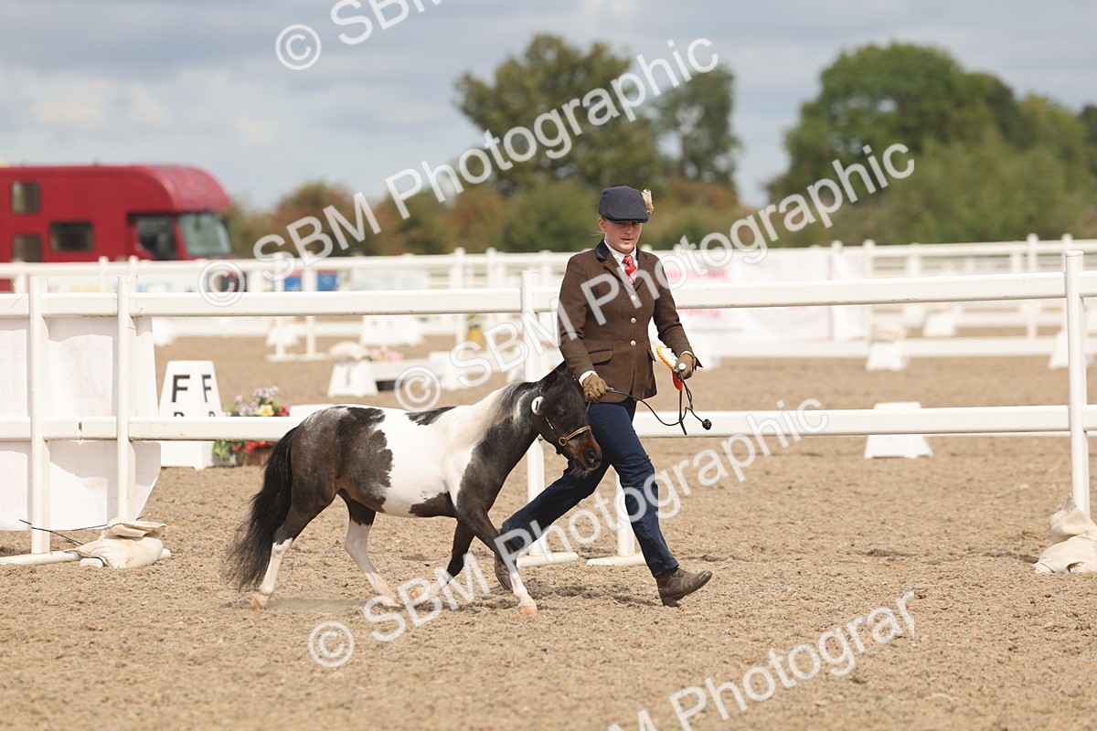SBM_04601 - Class 19 - Horse/Pony Judge would most like to take home