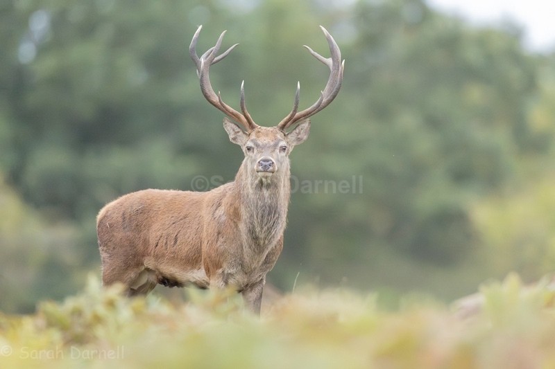  - Deer for Graham