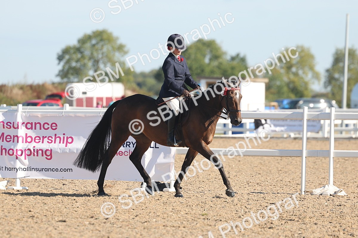 SBM_12198 - Class 303 - Ridden Pure Bred Horse Pony