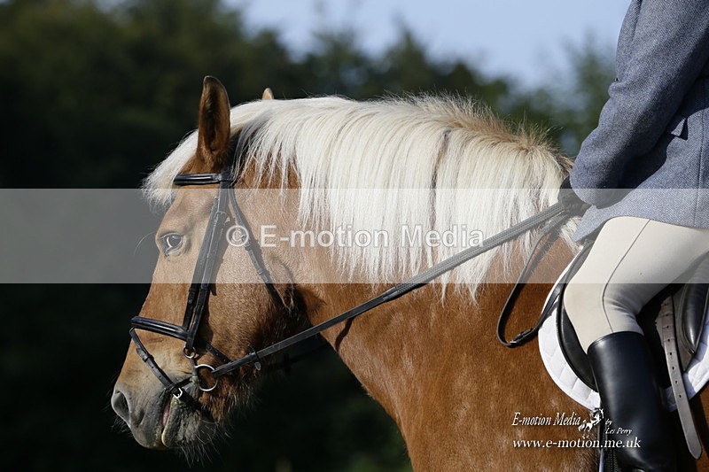 BVRC 120921 77 - Bourne Valley Riding Club UA Dressage & Show Jumping 12/09/21