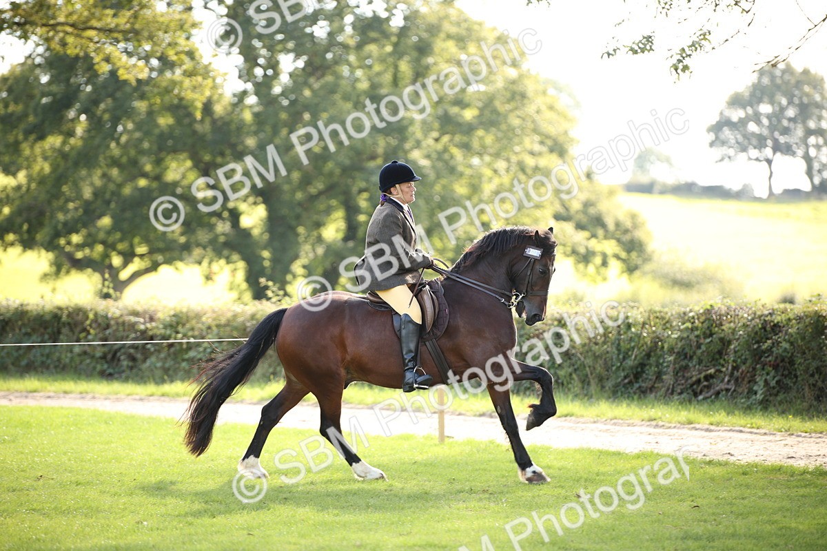 SBM_50120 - S26 - Young Veteran - Ridden