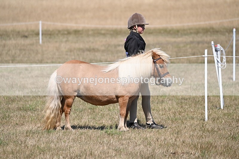WJ6_8557 - Class 37b Best Loan Pony In-hand