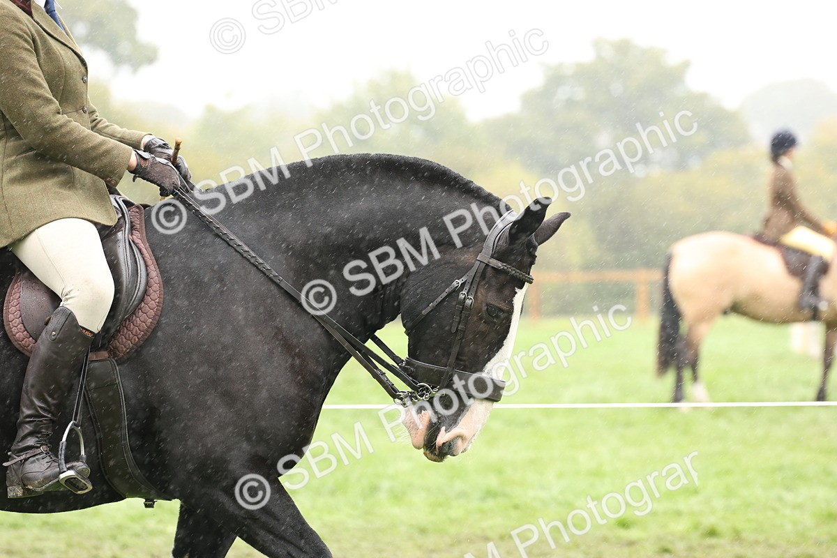 SBM_69773 - S69 - Show Cob Ridden