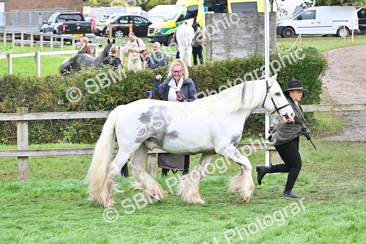 SBM_56946 - S45 - Coloured Pony In Hand