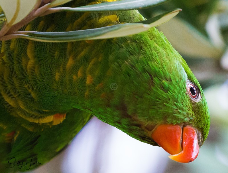 Scaly Breasted Lorikeet 10