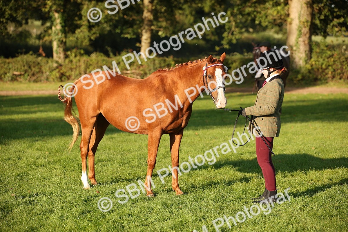 SBM_57558 - S50 - Foreign Breeds In Hand