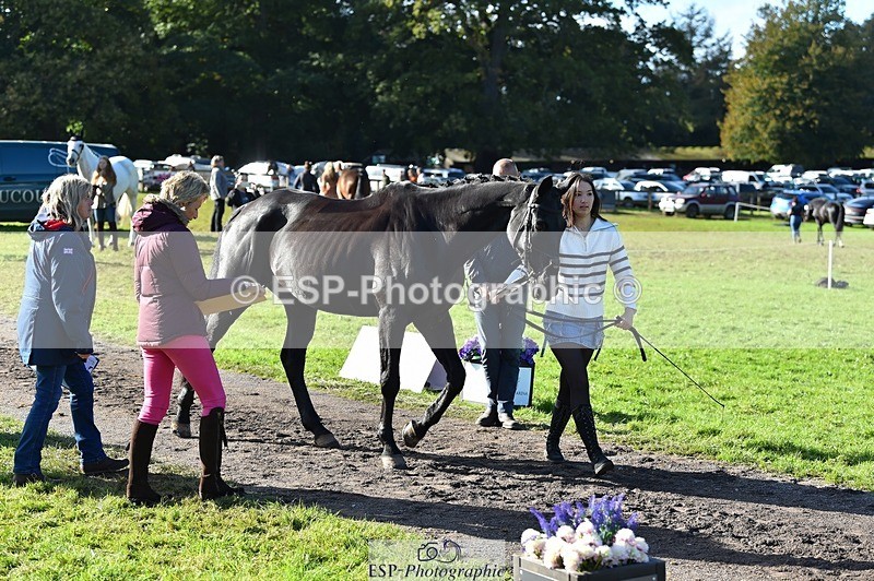 231022-112042-23900 - 563-SOUTHPAW-Kaia.Land-TrotUp+SJ