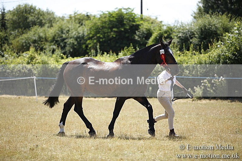 _C7A0146 - In Hand Championship BVRC Show 2018