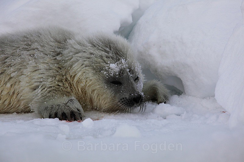 The first day  0483 - First 6 weeks of a seal pup's life