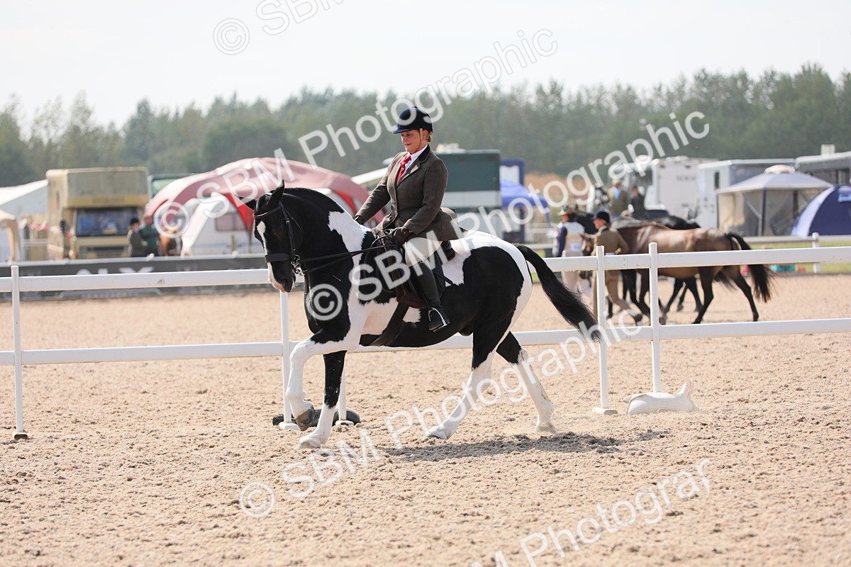 SBM_13495 - Class 308 Ridden Coloured Horse