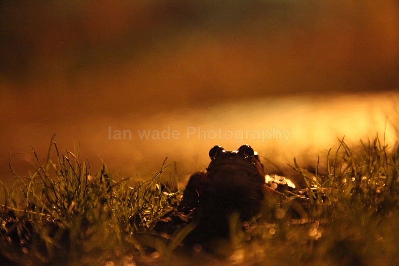  - Reptiles, amphibians & pond life, Great Britian