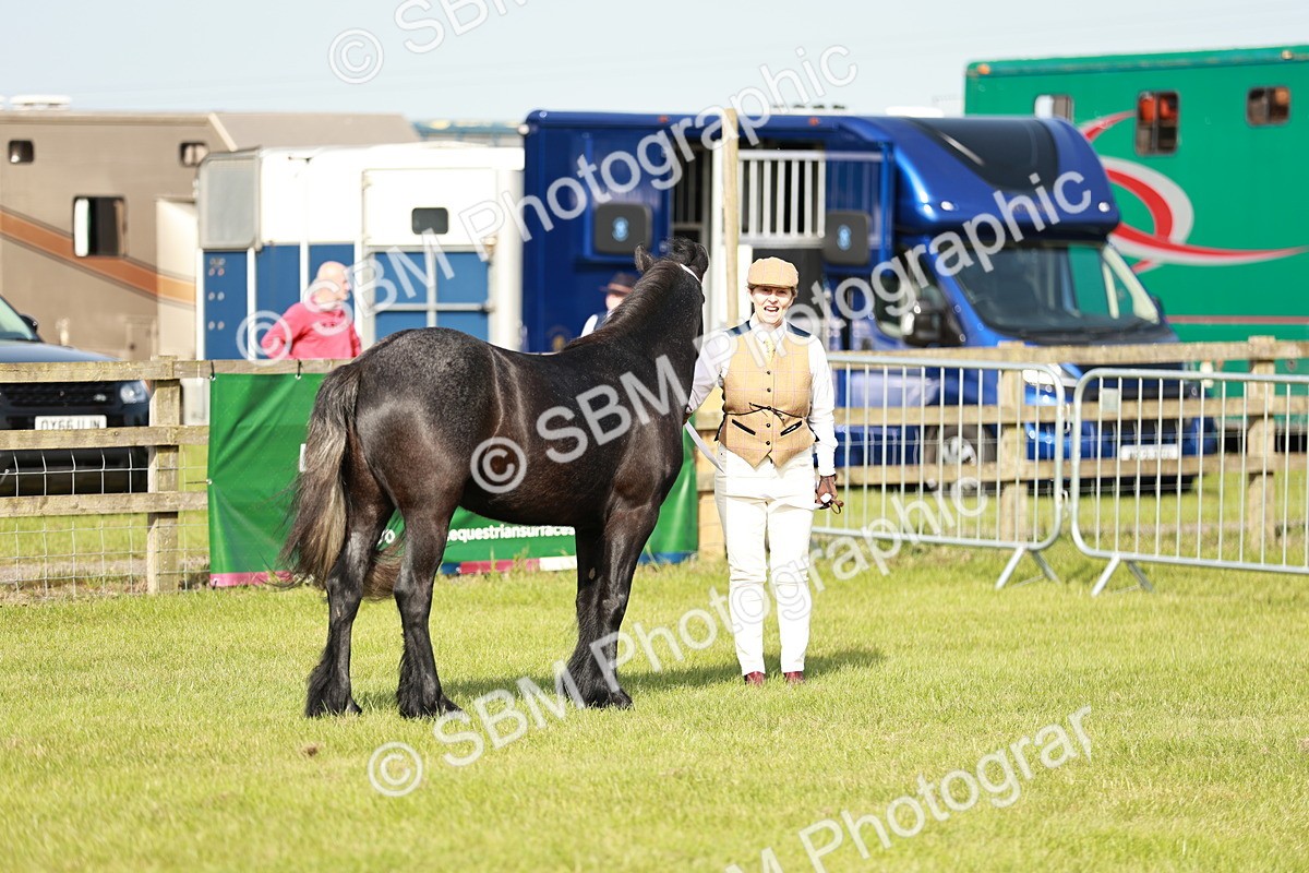 SBM_00700 - Class 14-23 - Mountain & Moorland In Hand Non Welsh