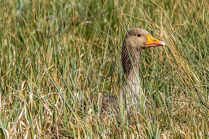greylag goose Anser anser-5046 - UK birds
