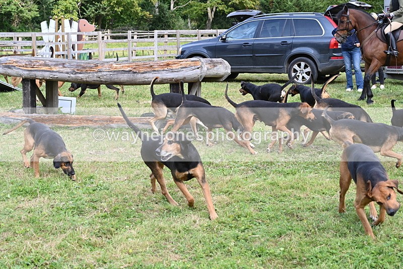 WJ6_3131 - Berks & Bucks - The Old farmhouse - Hound Exercise 20-08-25