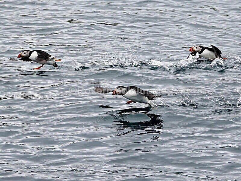 DSC00209 - Skomer 2019