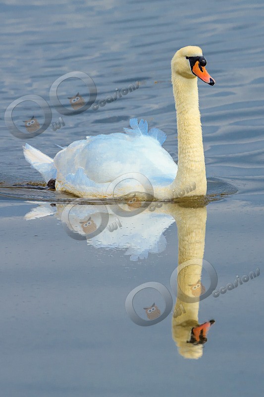 mute swan cygnus olar-5219 - UK birds