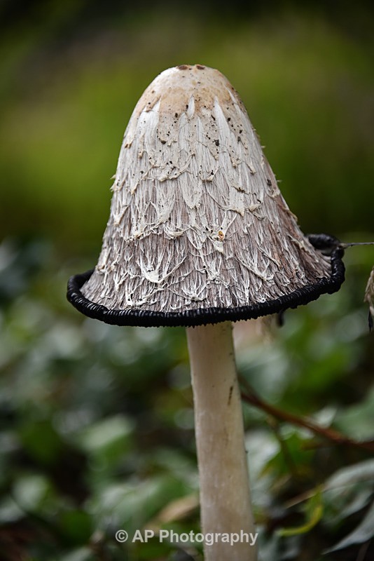 Fungus_ACP_8191 - Fungi