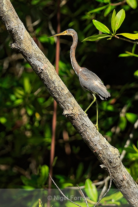 Tricolored Heron (juvenile), Costa Rica - Tricolored Heron
