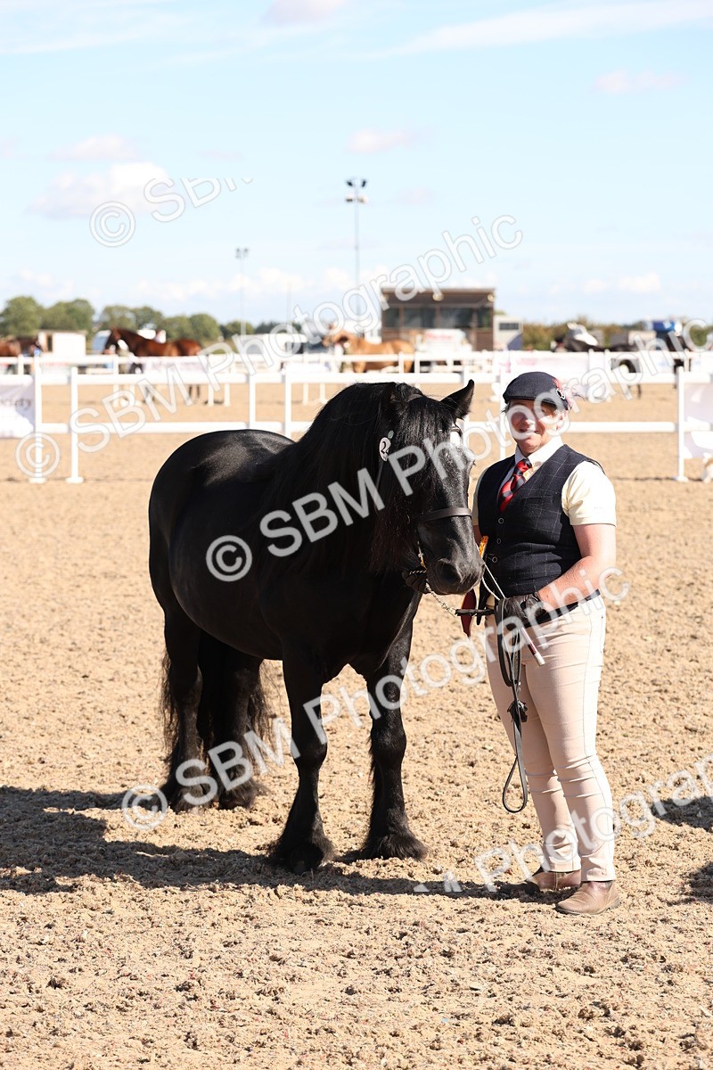 SBM_12966 - Class 206 - IH Non Show Type Pony