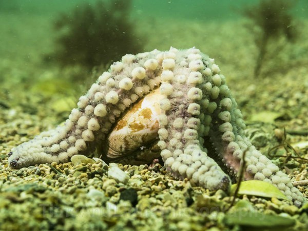 Starfish - Cornish Marine Life