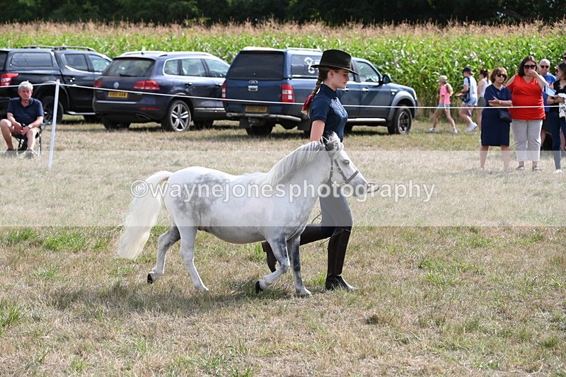 WJ6_7076 - Class 21 Shetland & Mini Horses