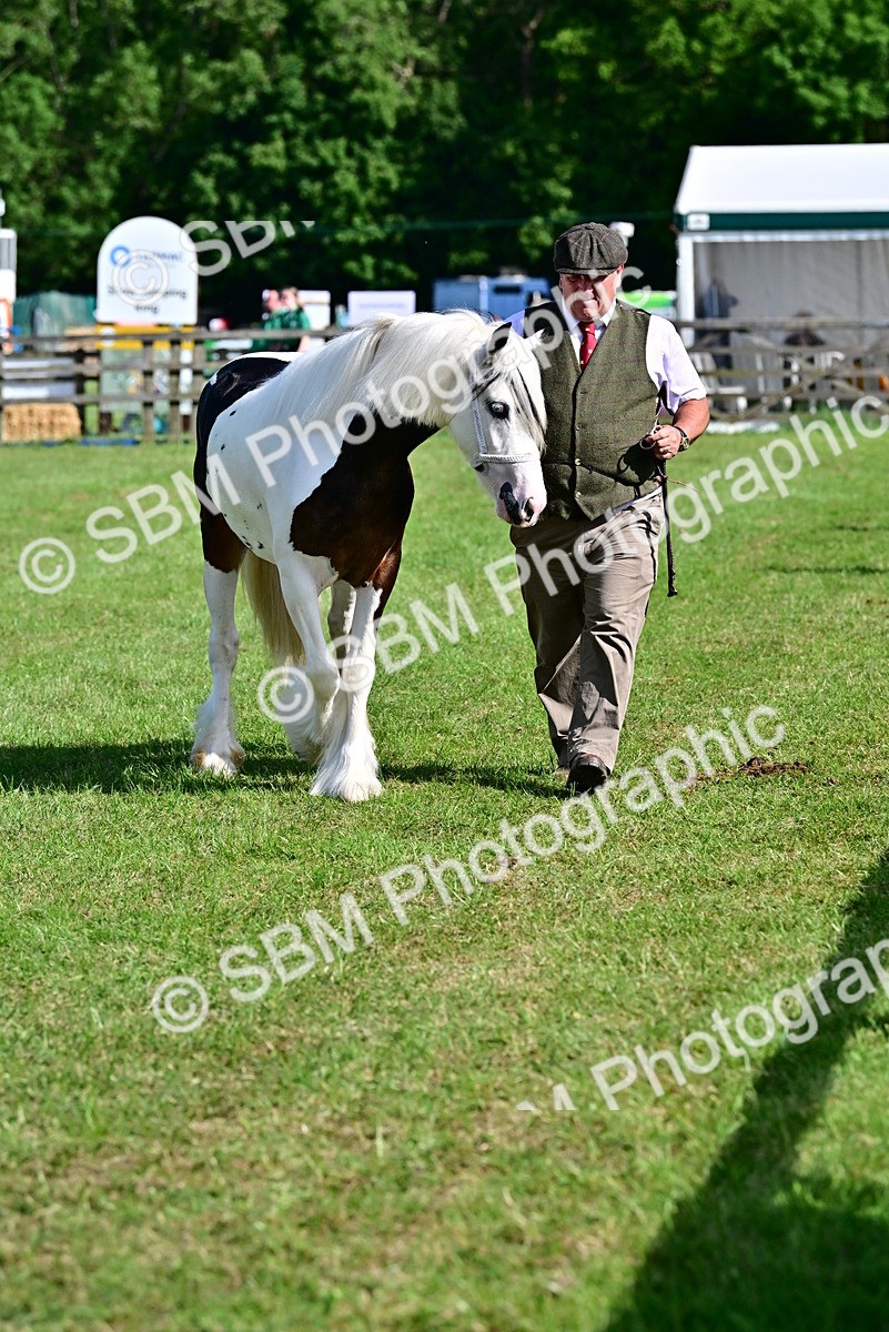 SBM_09997 - Class 63-65 - Traditional Gypsy Cobs In Hand & Ridden