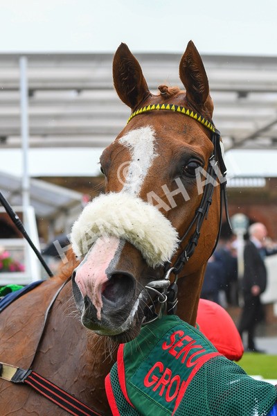 140723-Race 1-Northern Express-0089 - Race 1 2.05pm William Hill Epic Value Handicap