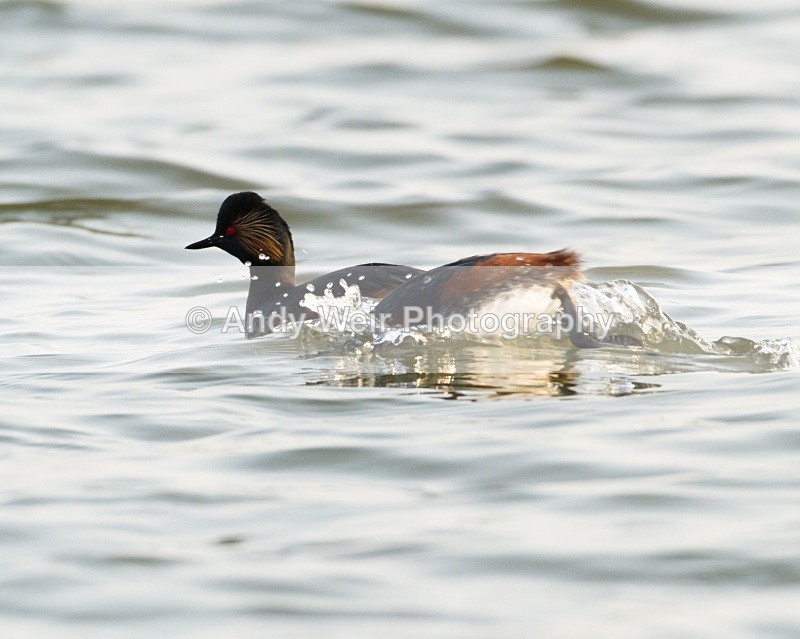 Black Necked Grebe