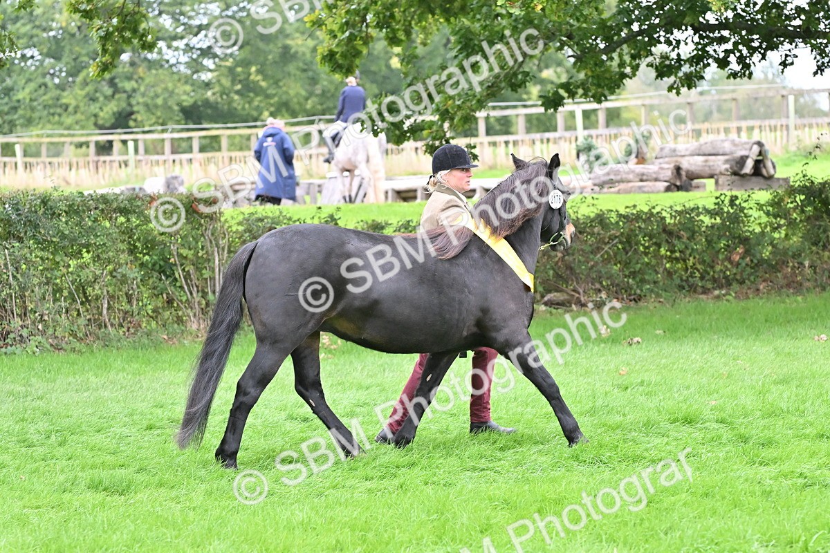 SBM_64995 - In Hand Pony & Younstock Supreme Championship