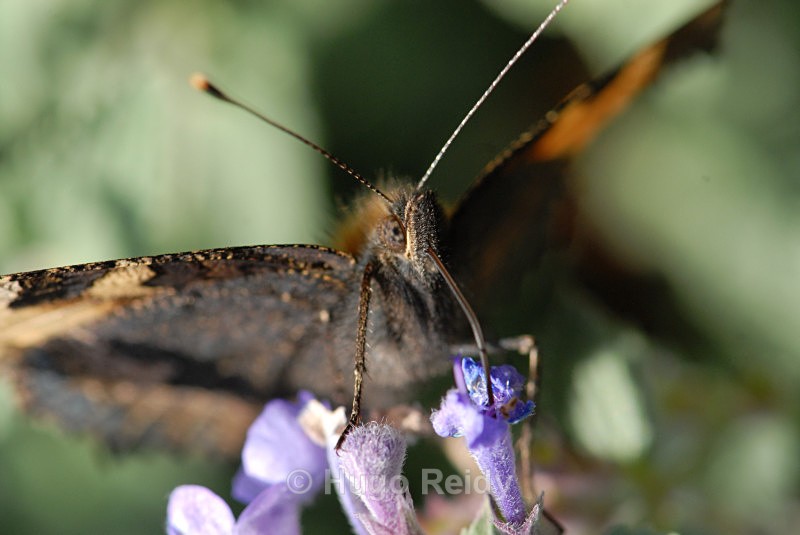  - Macro