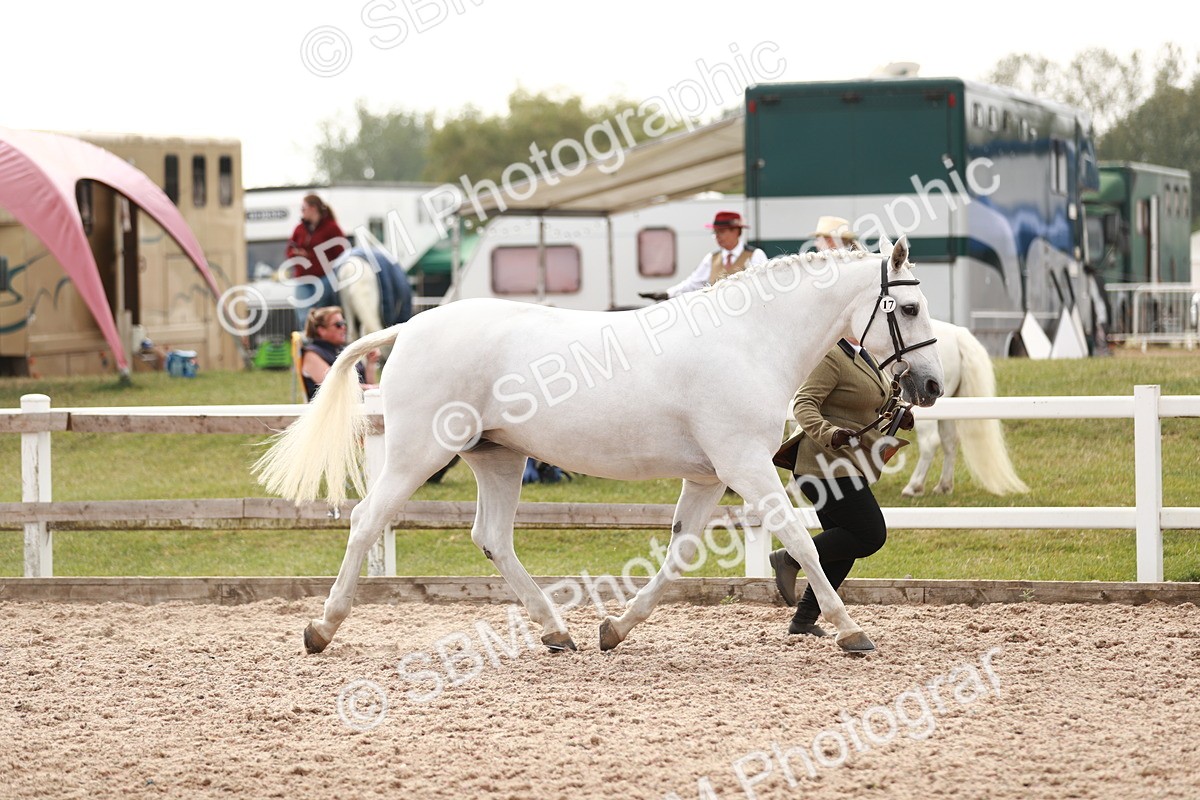 SBM_13191 - Class 208 IH Veteran Horse