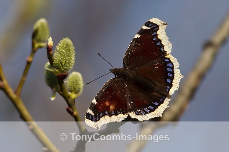 Camberwell Beauty Butterfly - Other Wildlife