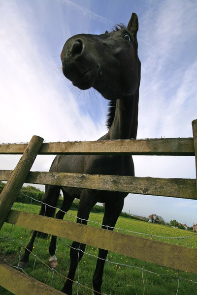 Horse in field  _AN023 - Farm & Zoo Animals