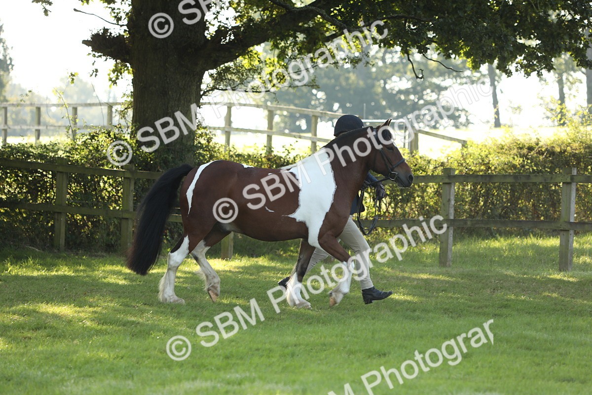 SBM_60841 - S43 - Coloured Pony In Hand