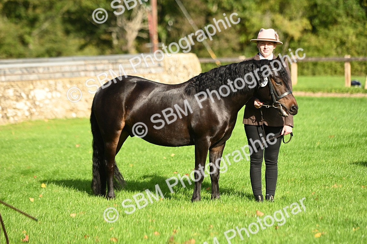 SBM_15898 - S1 - TSR in Hand Horse & Pony Showing