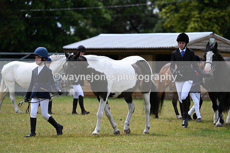 WJ7_6588 - Class 5 Handsome Gelding in hand