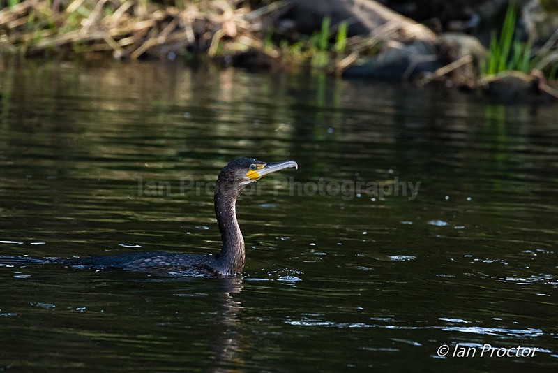 Cormorant resurfaces after dive - Nature