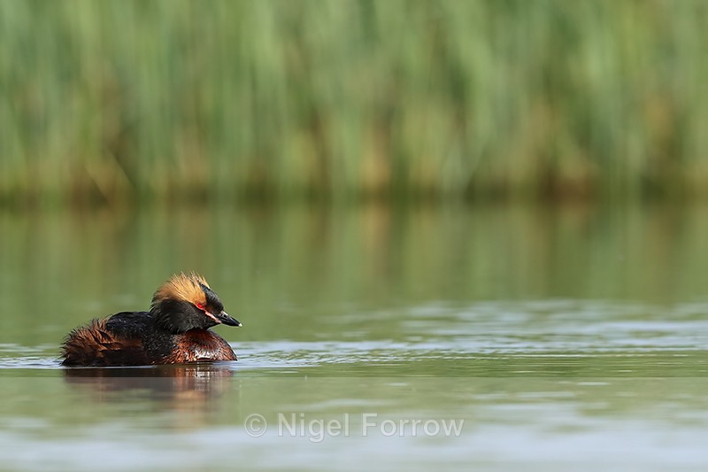 Slavonian Grebe, Lake Myvatn, Iceland - Slavonian Grebe