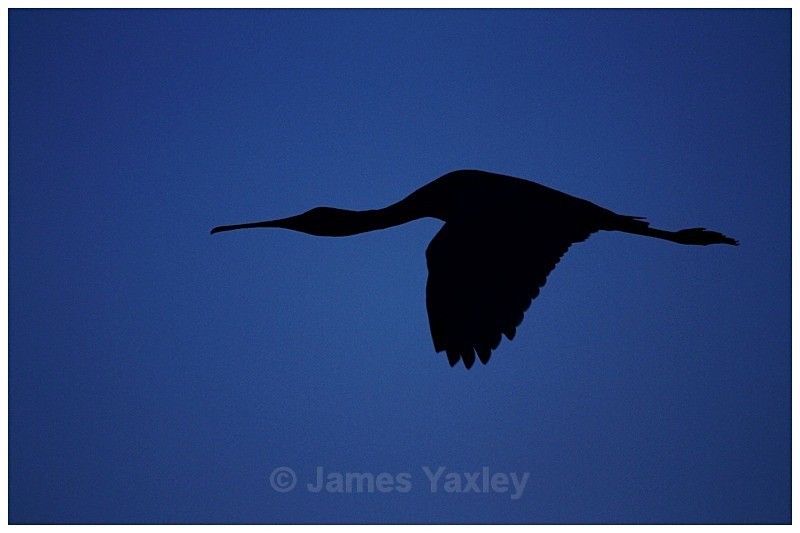Spoonbill at Dawn - Creative