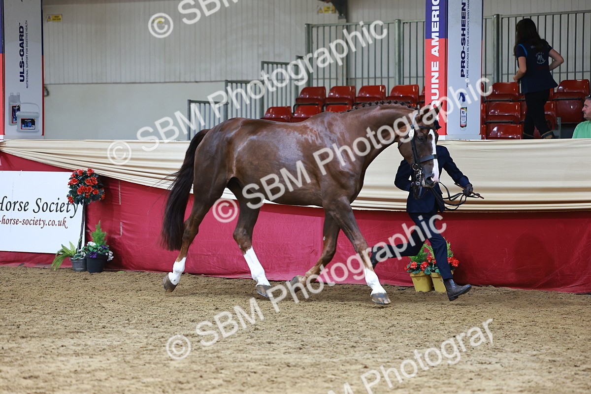 SBM_23057 - Class 903 - Supreme Final - IH Pre Vet