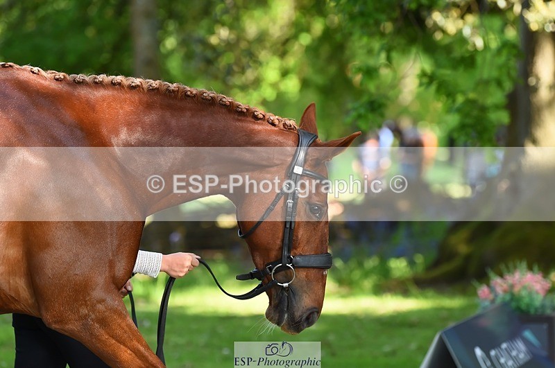 230524-164336-01055 - 112-BILLY_MAPLE-Kitty_King-WEDTrotUp+DR