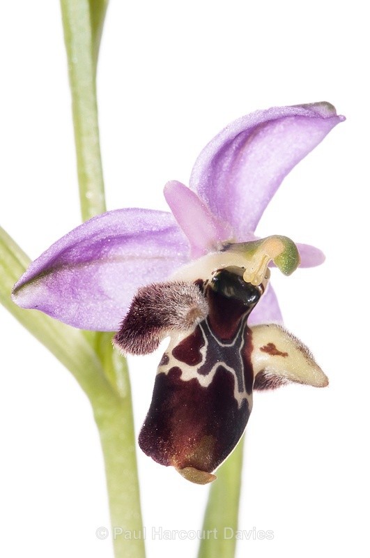  - WB: Orchids - Ophrys