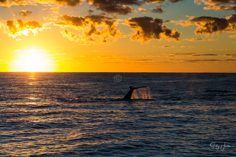 Whale Sunrise 3