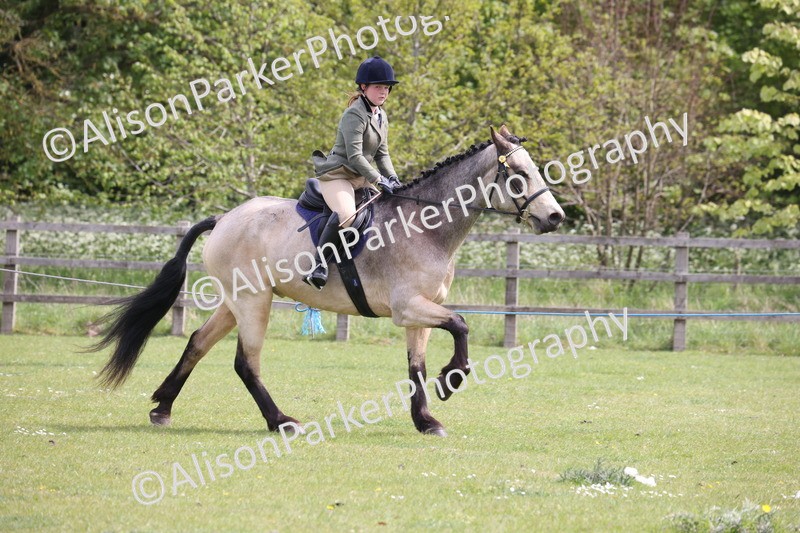 20260426-4343 - Class 34 - Best Riding Horse Over 14.2hh