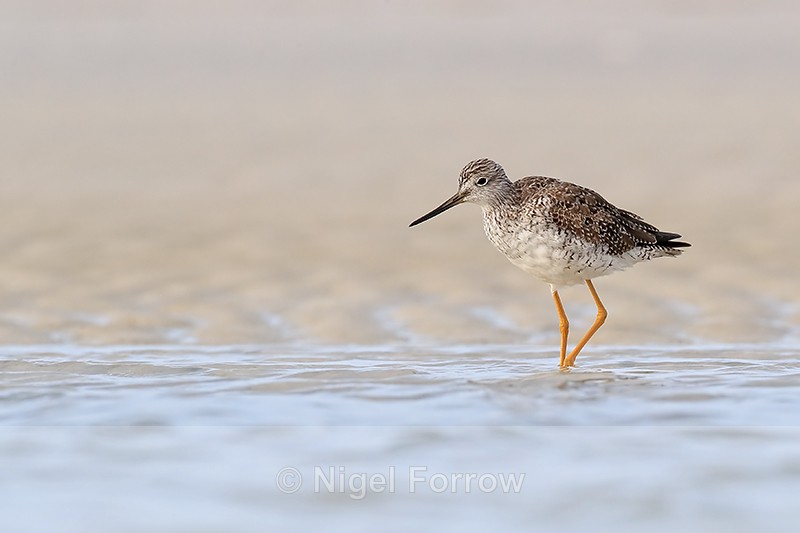Greater Yellowlegs standing in lagoon, Fort De Soto, Florida - Greater Yellowlegs