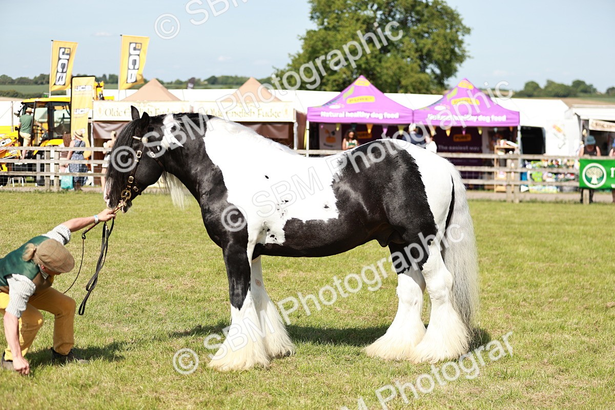 SBM_08854 - Class 63-65 - Traditional Gypsy Cobs In Hand & Ridden