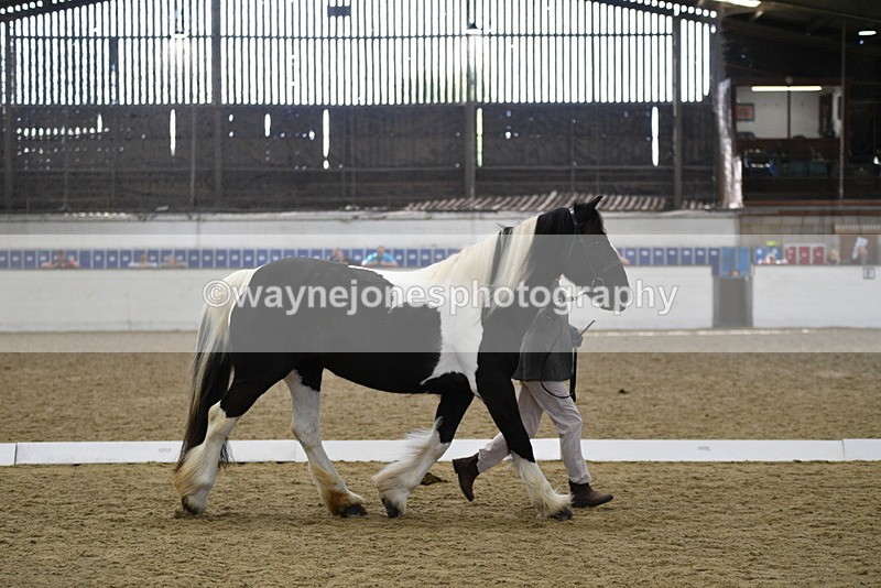 WJ5_4989 - Class 7 In hand coloured / odd coloured