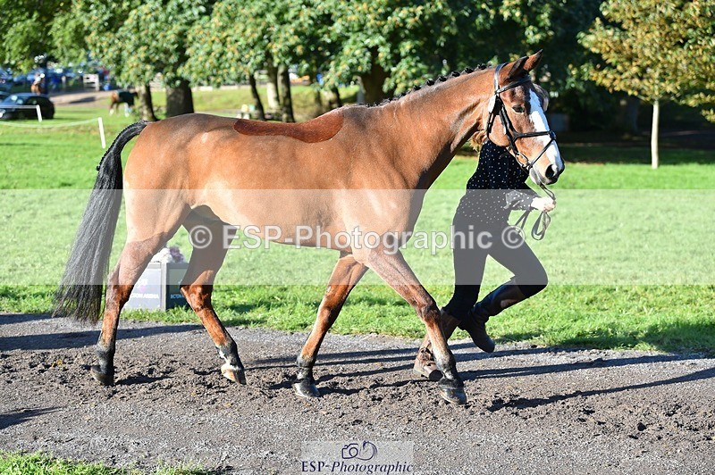 231022-101506-22342 - 470-DVΓÇÖS.ROCKY-Lauren.Collard-TrotUp+SJ